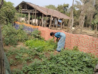 Activities in Karagudem — Nutri garden chirumalla karakagudem
